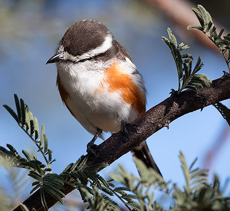 Brubru female
